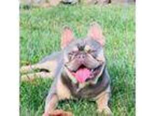 French Bulldog Puppy for sale in West Berlin, NJ, USA