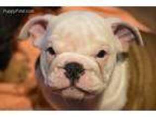Bulldog Puppy for sale in Bella Vista, CA, USA