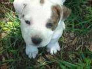 American Bulldog Puppy for sale in Greenwood, MS, USA