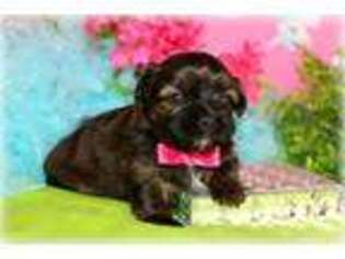 Shorkie Tzu Puppy for sale in Alexandria, LA, USA