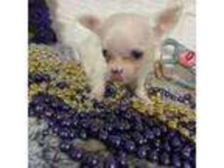 Chihuahua Puppy for sale in Lakewood, WA, USA