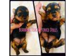 Yorkshire Terrier Puppy for sale in Folsom, CA, USA