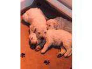 Komondor Puppy for sale in Philpot, KY, USA