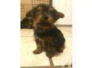 Yorkshire Terrier Puppy for sale in ZEPHYRHILLS, FL, USA