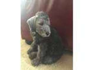 Bedlington Terrier Puppy for sale in Marshall, TX, USA
