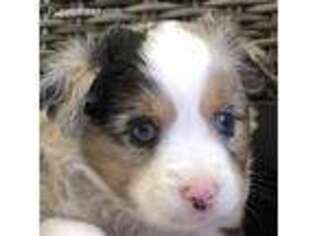 Miniature Australian Shepherd Puppy for sale in Simi Valley, CA, USA