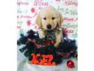 Golden Retriever Puppy for sale in Little Falls, NY, USA