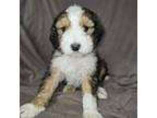 Mutt Puppy for sale in Gustine, CA, USA