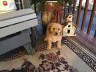 Goldendoodle Puppy for sale in Elmer, NJ, USA