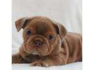 Bulldog Puppy for sale in Eaton, OH, USA
