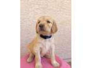 Golden Retriever Puppy for sale in Mesa, AZ, USA