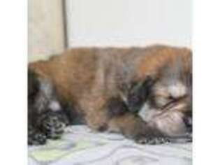 Tibetan Mastiff Puppy for sale in Cushing, WI, USA