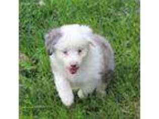 Miniature Australian Shepherd Puppy for sale in Marion Center, PA, USA