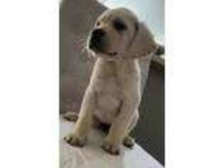 Labrador Retriever Puppy for sale in San Gabriel, CA, USA