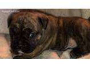 Olde English Bulldogge Puppy for sale in Puyallup, WA, USA