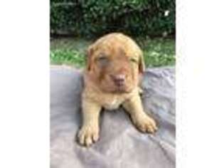 Chesapeake Bay Retriever Puppy for sale in Fort Worth, TX, USA