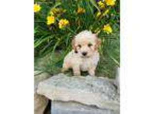 Goldendoodle Puppy for sale in Mifflin, PA, USA