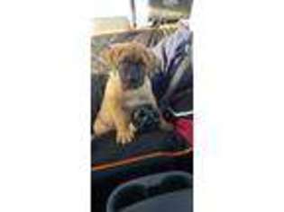 Boerboel Puppy for sale in Nacogdoches, TX, USA