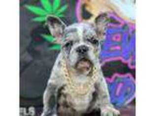 French Bulldog Puppy for sale in Avondale, AZ, USA