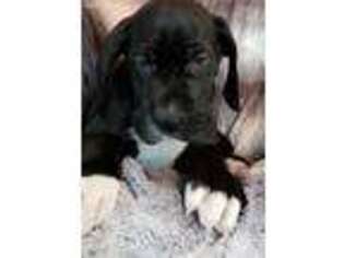 Great Dane Puppy for sale in Mason City, IA, USA