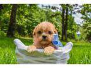 Cavapoo Puppy for sale in Yellville, AR, USA