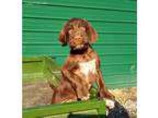 German Wirehaired Pointer Puppy for sale in Burnsville, NC, USA
