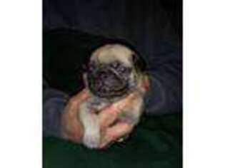 Pug Puppy for sale in Providence, RI, USA