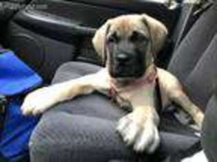 Mastiff Puppy for sale in GREENEVILLE, TN, USA