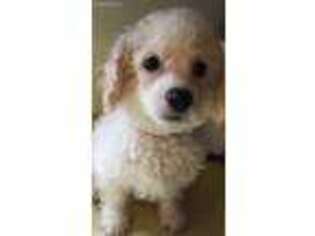 Cavachon Puppy for sale in Rochester, NY, USA