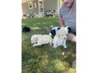 Old English Sheepdog Puppy for sale in Redwood Falls, MN, USA