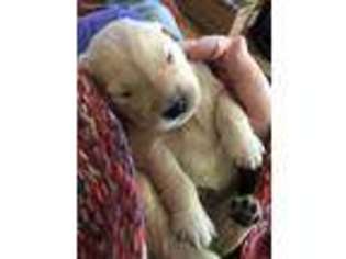 Golden Retriever Puppy for sale in Maroa, IL, USA