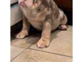 Bulldog Puppy for sale in East Chicago, IN, USA