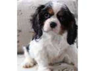 Cavalier King Charles Spaniel Puppy for sale in Frankfort, SD, USA