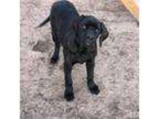 Mastiff Puppy for sale in Peyton, CO, USA