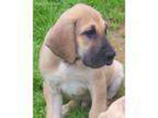 Great Dane Puppy for sale in Cabool, MO, USA