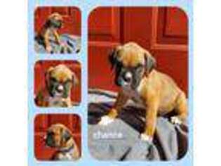 Boxer Puppy for sale in Jetersville, VA, USA