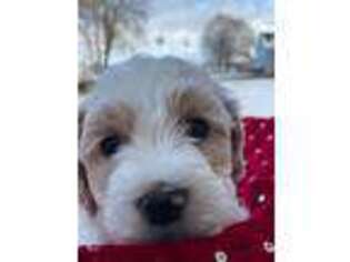 Goldendoodle Puppy for sale in Winneconne, WI, USA