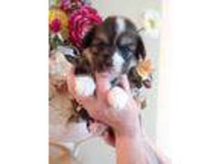 Pembroke Welsh Corgi Puppy for sale in Fallbrook, CA, USA