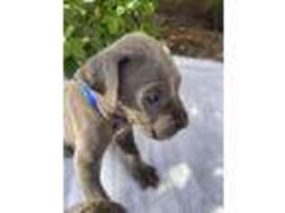 Neapolitan Mastiff Puppy for sale in Alapaha, GA, USA