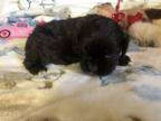 Cocker Spaniel Puppy for sale in Pittsburg, TX, USA