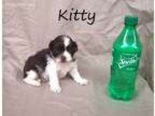 Mutt Puppy for sale in Umatilla, FL, USA