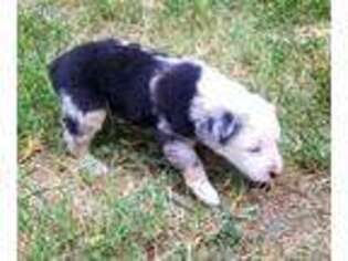 Miniature Australian Shepherd Puppy for sale in Arlington, KS, USA