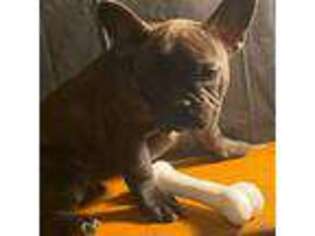 French Bulldog Puppy for sale in Poplar Bluff, MO, USA
