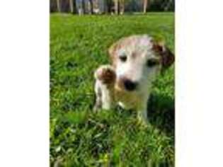 Jack Russell Terrier Puppy for sale in Idaho Falls, ID, USA