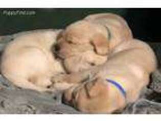 Labrador Retriever Puppy for sale in Trenton, MI, USA
