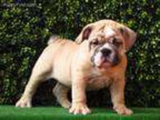 Bulldog Puppy for sale in Arlington, VA, USA