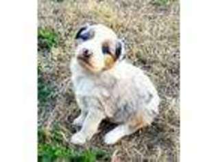 Miniature Australian Shepherd Puppy for sale in Waurika, OK, USA