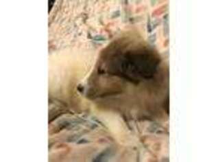 Shetland Sheepdog Puppy for sale in Chattanooga, TN, USA