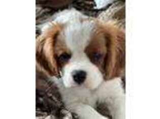 Cavalier King Charles Spaniel Puppy for sale in Long Beach, CA, USA