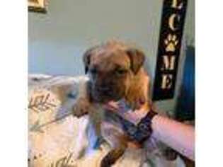 Cane Corso Puppy for sale in Carthage, MS, USA